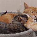 あったかくて最高！一つのベッドで密着する猫さんたちが可愛い♡