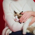 『抱っこ』を好む猫の種類5選