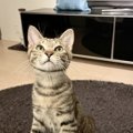 愛猫に『惚れ直す瞬間』ランキングTOP5！