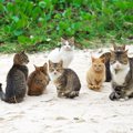 猫の譲渡会の内容とその参加方法について