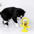 猫が喜ぶ「知育トイ」のススメ！一緒に遊べないときにも便利な、本能…