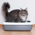 猫が『トイレハイ』になる理由5つ　行動や心理状態にも注目！