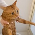 元野良猫が『初めてのお風呂』で見せた反応…助けを求める光景が面白すぎる…