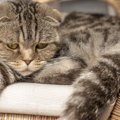 猫への不勉強が招く飼い主の『トラブル行為』5選