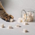 猫に「砂糖」はNG?危険だと言われる3つの理由と、万が一のときの対処法