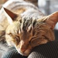 愛猫の老いや病気…知っておくべき『最期の看取り方』５つ