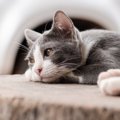 猫に『愛情が無い』と思わせてしまう飼い主の無意識行動4選