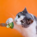 猫は『ブロッコリー』を食べてもOK？知っておきたい3つのメリット・デ…