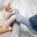 猫が飼い主の『足』を噛んでくる理由4つ！噛み癖を直す方法とは