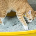 猫が『排泄物に砂をかける』のはなぜ？3つの諸説を紹介！