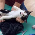 子猫を初めての動物病院に連れていったら…緊張しすぎて『ガチガチ』になる…