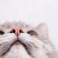 猫にも『鼻くそ』はつく！5つの原因や適切なケア方法とは？