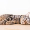 猫に危険な病気『膵炎』とは？急性・慢性、それぞれの症状や原因、予…