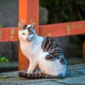 【お松大権現の猫神さま】1万体の招き猫と神社に伝わる「化け猫伝説」とは