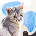 暑い夏…猫の暑さ対策に扇風機を使っても良い？