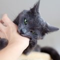 猫の『噛み癖』を直したい！4つの対処法　なぜガブガブ噛んでくるの？