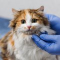 猫は新型コロナウィルスに感染するの？