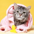 水が苦手な猫にもおすすめ！猫をお風呂に入れずに綺麗にする3つの方法