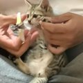 保護した子猫『初めての爪切り』挑戦した結果　イヤイヤモードが限界…