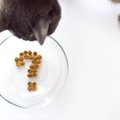 猫が『1日に必要なご飯の量』は？食事管理のポイントを解説！