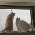夏の風物詩♡窓越しのセミを立ち上がって歓迎する猫さんたち