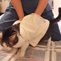 愛猫に作った超簡単ポケットつきタオル！
