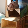 愛猫の為のダンボールキャットタワーを作ってみた！