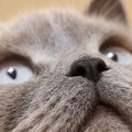 猫が『鼻をヒクヒクさせている』2つの原因　ニオイをかぐ以外に、病気の場…