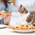 ピザ配達で「チップ」にもらったのは、キュートな子猫だった　アメリカ