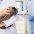 猫のコロナウイルスとFIPの発症について