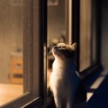 猫の『騒音対策』４つ！夜中にドタバタ暴れるのはどうしたらいい？