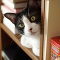 猫がいる本屋Cat's meow books（キャッツミャウブックス）での楽…
