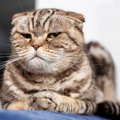 猫の『顔面神経麻痺』の症状4つ　治療方法がないって本当？