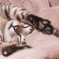 猫にとって『快適な寝床』とは？その条件や作り方3つ