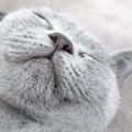 猫の「変な寝相」写真大集合♡かわいさあふれる全80枚！