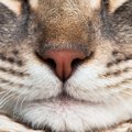 猫が『大の苦手な匂い』5選！その理由と躾で使う場合の注意点も
