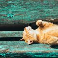 『紫外線対策』が必要な猫の特徴３選