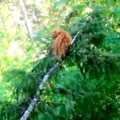 細い枝の上で耐える猫…危険な救出活動の行方は？