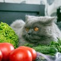 「完全菜食主義の猫は、肉食よりも健康的？」驚きの調査結果が発表さ…