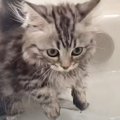 子猫を初めてのお風呂に入れてみたら…大変身しちゃう姿に「かわいすぎ…