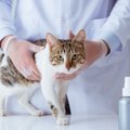 猫のノミを駆除する薬おすすめランキングトップ4！