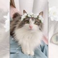 「幸せになります♡」花冠がお似合いの清楚な猫さんに6万人が悶絶！