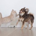 子猫が『お気に入りのおもちゃ』を巡って犬と争った結果…戦いの光景が…