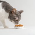 猫の「食の習性」にまつわる3つの豆知識　結局肉食？それとも雑食なの？