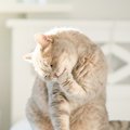 猫がどうしても『傷口を舐める』時の対処法4つ　舐め過ぎると危険な理…
