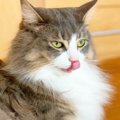 猫が『舌なめずり』をする心理３つ