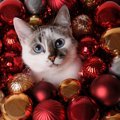 猫にとって『クリスマス』は危険もある？よくある5つのトラブルと防止策