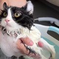 初めての入浴にビックリ！"両手でバッテン"拒否する猫ちゃん