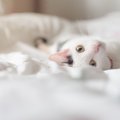 猫の『睡眠妨害』になってしまう飼い主のNG行為5選