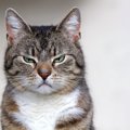 愛猫が『イライラ』している4つのサイン　イカ耳にしっぽブンブン…見…